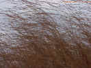 switchgrass33cropc_small.jpg