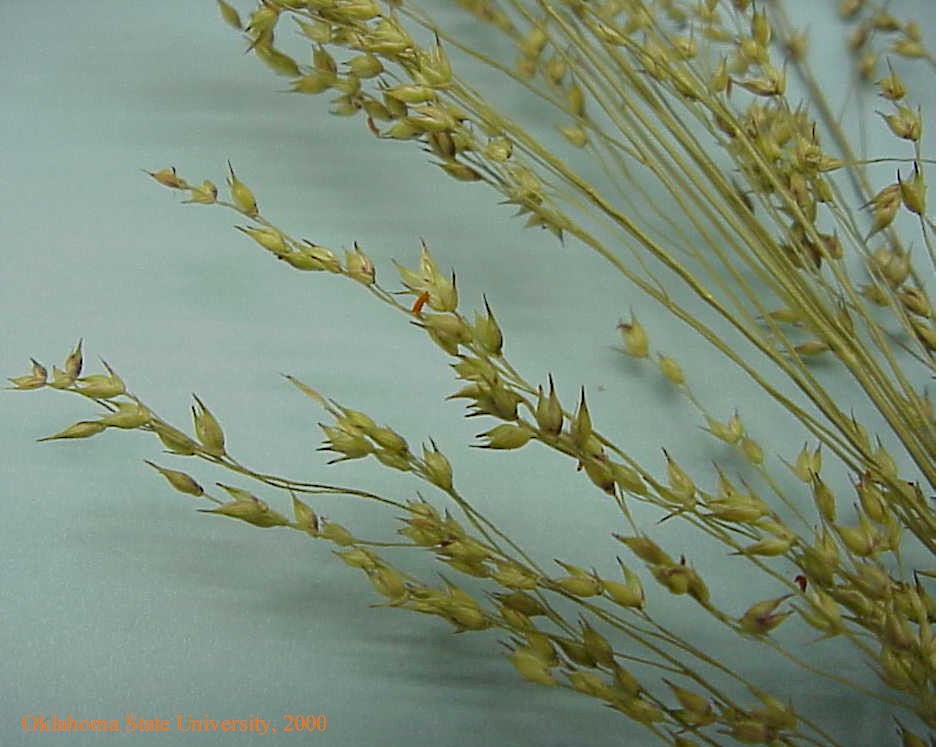 switchgrass3crop.jpg