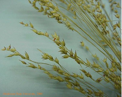 switchgrass3crop.jpg