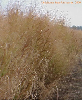 switchgrass44crop.jpg