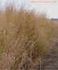 switchgrass44cropc_small.jpg