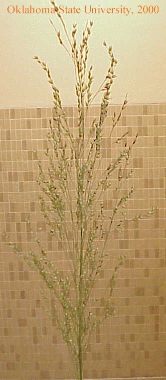 switchgrass4crop.jpg