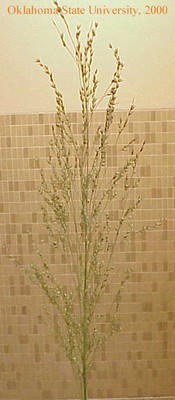 switchgrass4crop.jpg