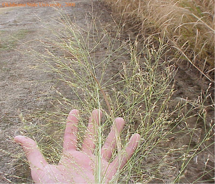 switchgrass5crop.jpg