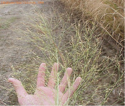 switchgrass5crop.jpg