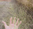 switchgrass5cropc_small.jpg