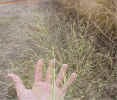 switchgrass5cropc_small.jpg