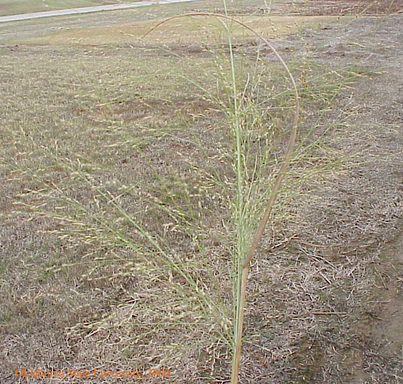 switchgrass6crop.jpg