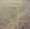 switchgrass6cropc_small.jpg