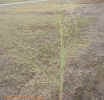 switchgrass6cropc_small.jpg