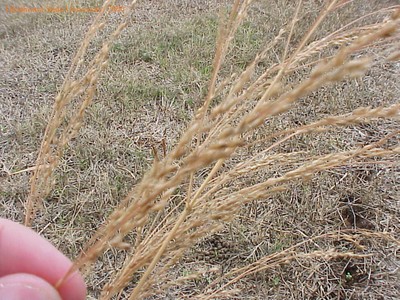 switchgrass7crop.jpg