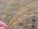 switchgrass7cropc_small.jpg