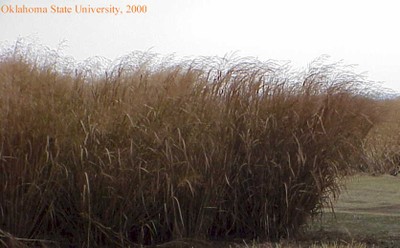 switchgrass8crop.jpg