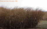 switchgrass8cropc_small.jpg