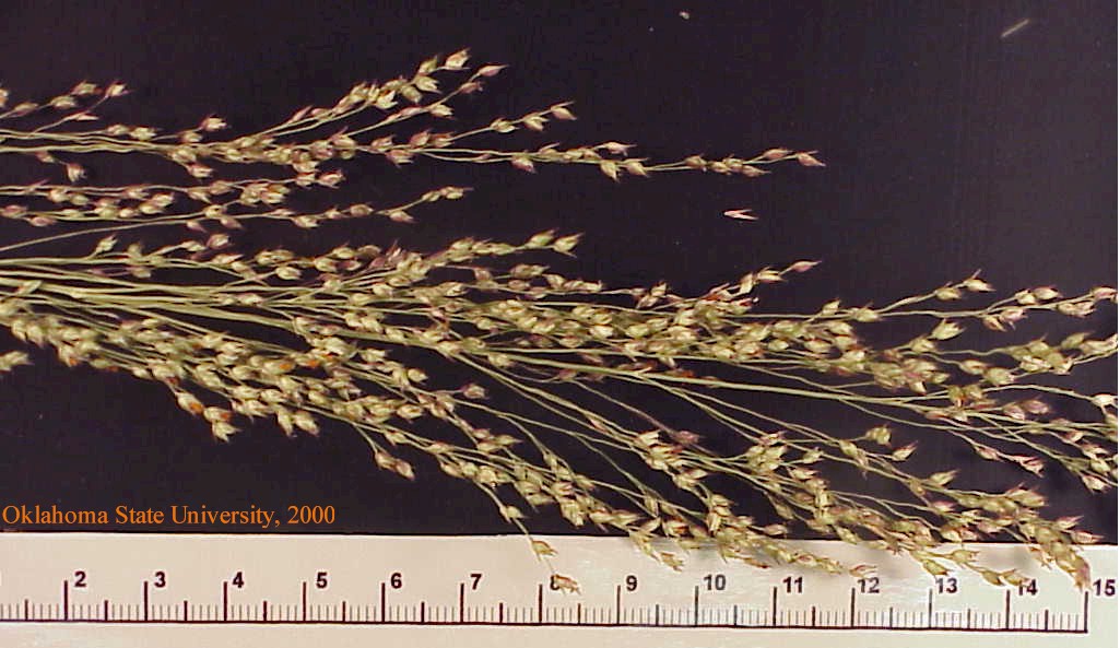 switchgrassplt1crop.jpg