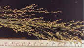 switchgrassplt1crop_small.jpg