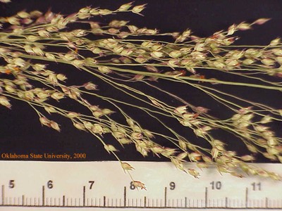 switchgrassplt2crop.jpg