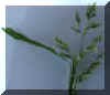 tallfescue1crop_small_small.jpg
