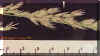 tallfescueplt1crop_small_small.jpg