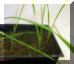 tall fescue1_small1.JPG