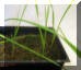 tall fescue1_small1.JPG