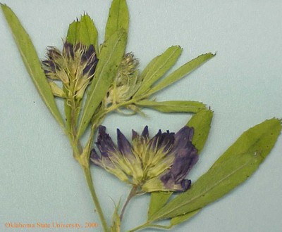 alfalfa1crop.jpg
