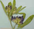 alfalfa1cropc_small.jpg