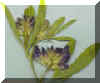 alfalfa1cropc_small_small.jpg