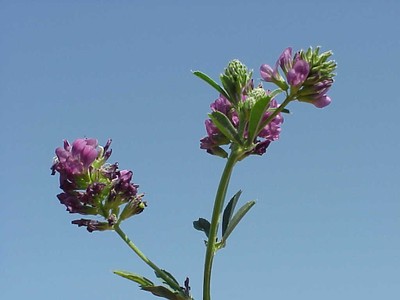 alfalfainflorescence.JPG
