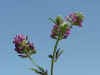 alfalfainflorescence_small.JPG