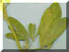 alfalfaleaf1cropc_small_small.jpg
