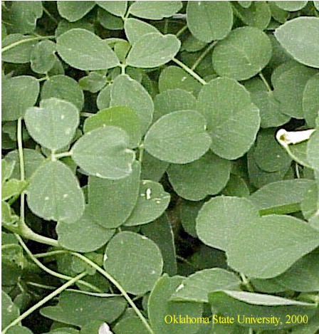 alfalfaleavescrop.JPG