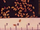 alfalfaseed1crop_small.jpg