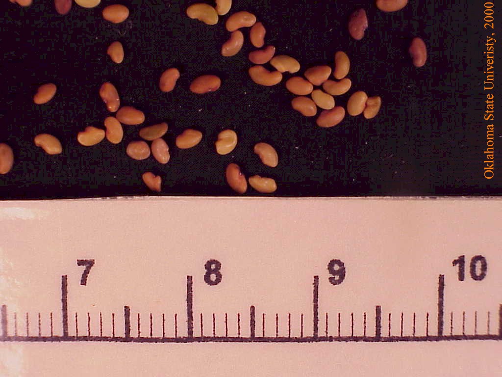 alfalfaseed3crop.jpg