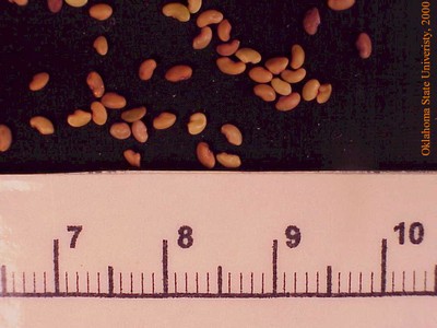 alfalfaseed3crop.jpg