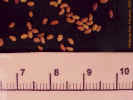 alfalfaseed3crop_small.jpg