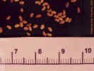 alfalfaseed3crop_small.jpg