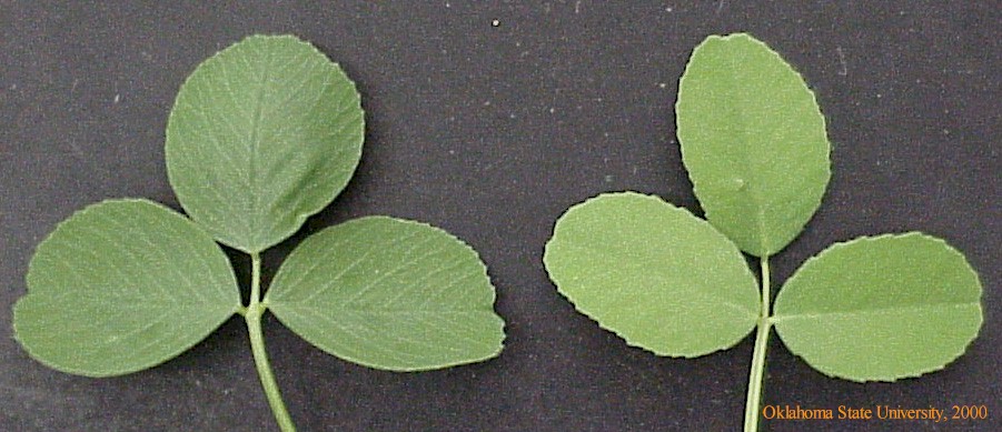 alfalfavssweetclovercrop.JPG
