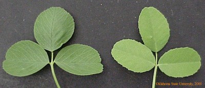 alfalfavssweetclovercrop.JPG
