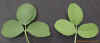 alfalfavssweetclovercrop_small.JPG
