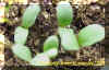 alfcotyledonscrop_small.JPG