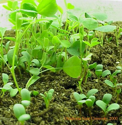 alfinconsistentgermcrop.JPG