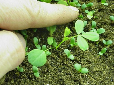 alfseedlingwithtrueleafandcpndleaf.jpg alfseedlingwithtrueleafandcpndleaf.jpg
