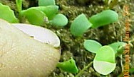alfseedlingwithtrueleafandcpndleafcrop.JPG