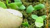 alfseedlingwithtrueleafandcpndleafcrop_small.JPG