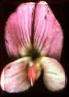 flower-02_small.jpg
