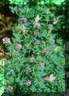 flower-03_small.jpg