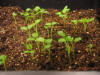 IMG_arrow leaf clover3_small.JPG