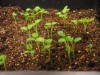 IMG_arrow leaf clover3_small.JPG