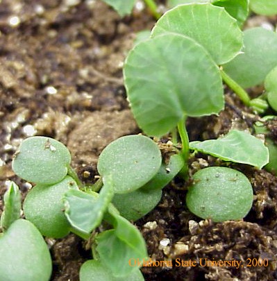 arrowleafseedling2crop.JPG
